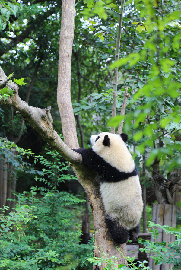 大熊猫爬树图片