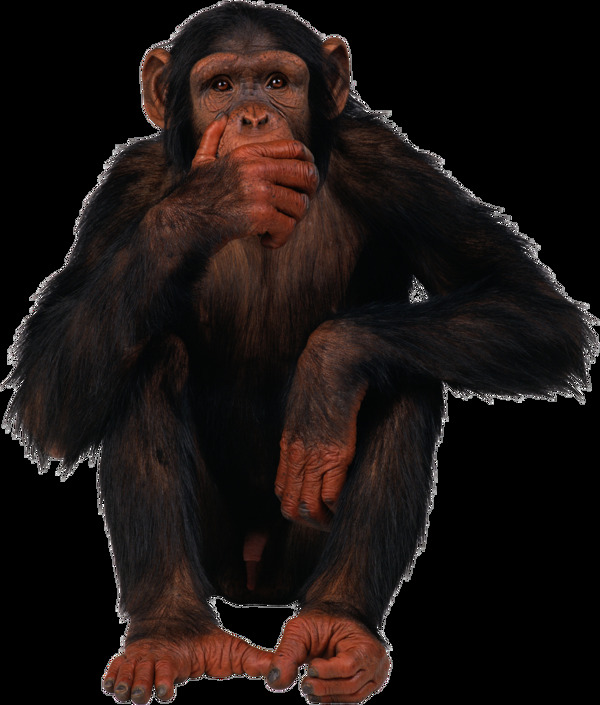 坐着吃东西的猩猩免抠png透明图层素材