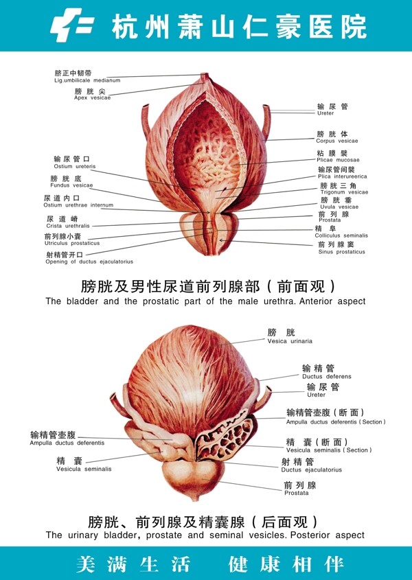 膀胱及男性尿道前列腺部图片
