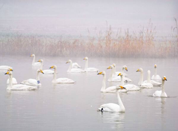 天鹅群在初冬黄河边图片