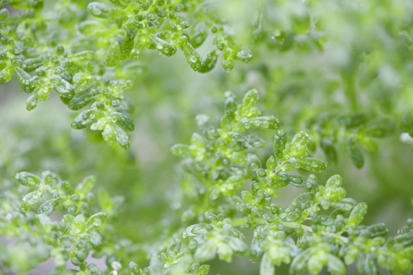 绿色植物