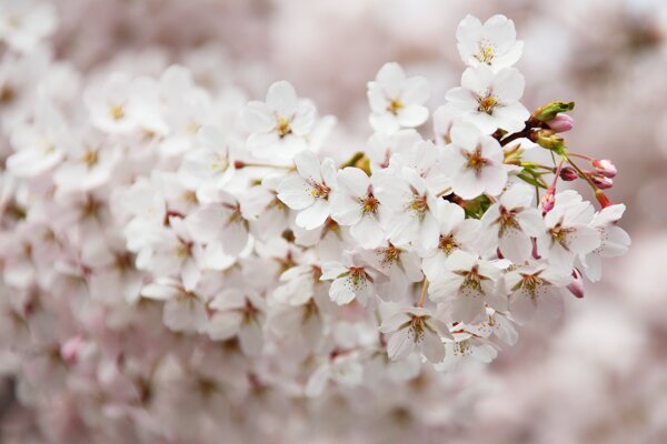 满树盛开的樱桃花