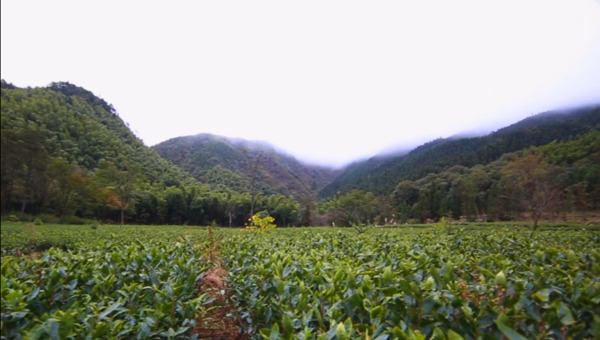 茶园美景