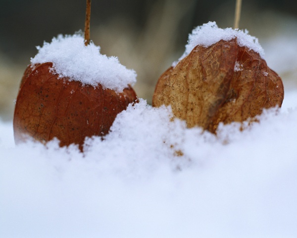 冬天雪景雪景大雪