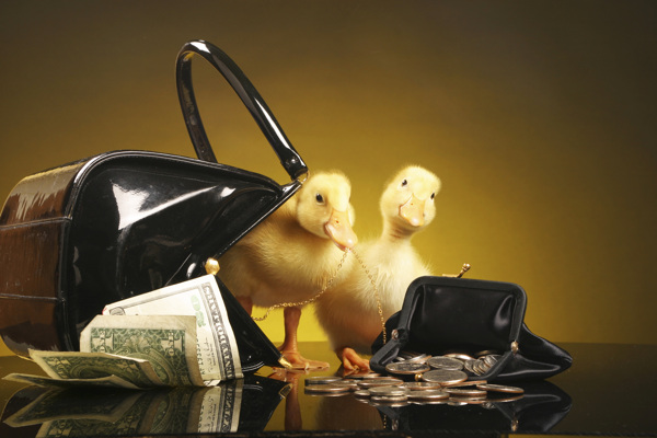 装在钱包里的两只小鸭子