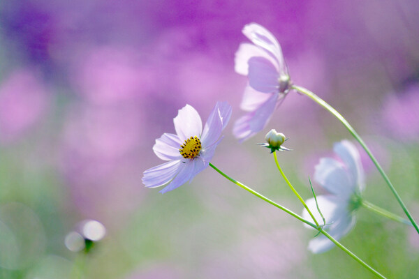 白色雏菊背景素材图片