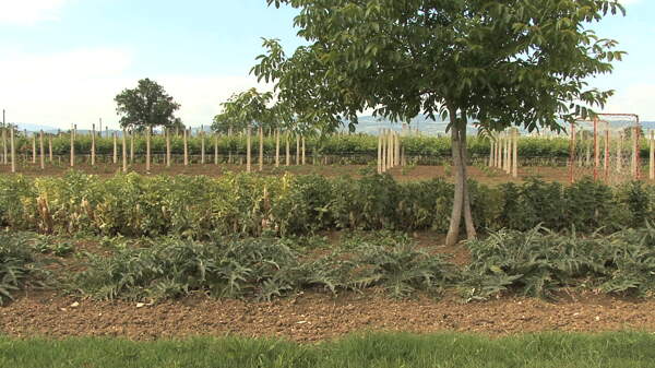 意大利翁布里亚整洁的花园和葡萄股票视频