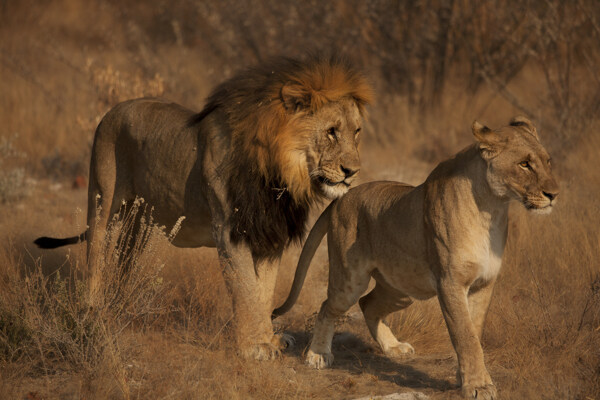 走路的公狮子和母狮子图片