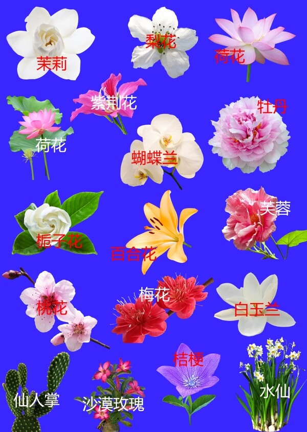 花卉图片