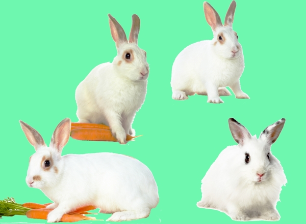 可爱的小白兔分层素材图片