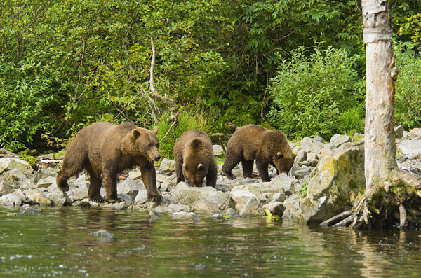湖边的棕熊摄影高清图片