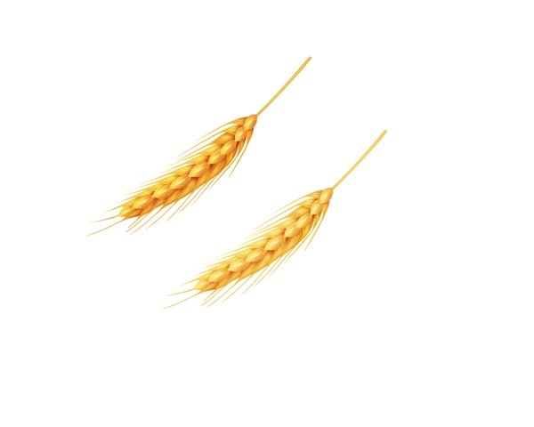 小麦麦子五谷图片