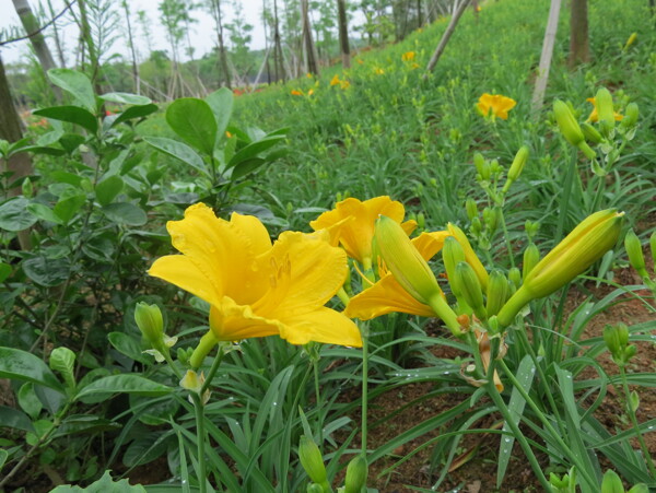 黄花萱草图片