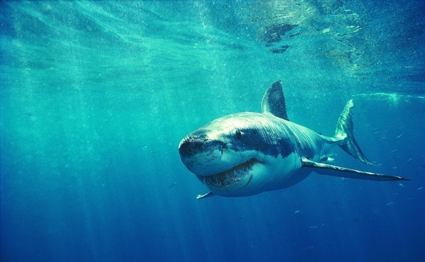 海洋生物图片