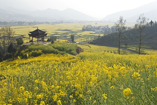 四川雅安芦山油菜花风景