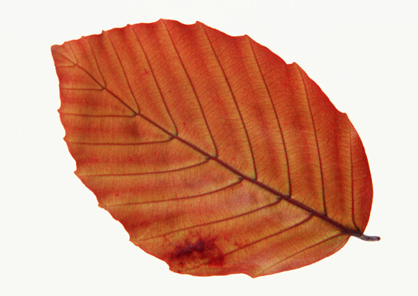 各种叶子树叶3D材质素材20090224更新12