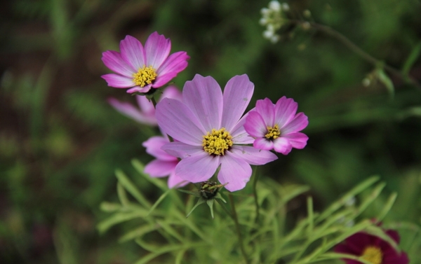 格桑花波斯菊