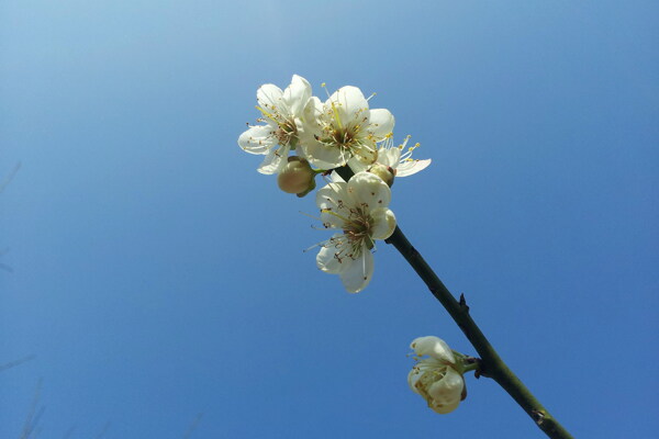 唯美白色梅花图片