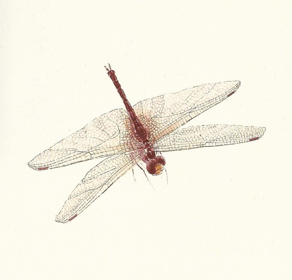 齐白石书法绘画艺术蜻蜓