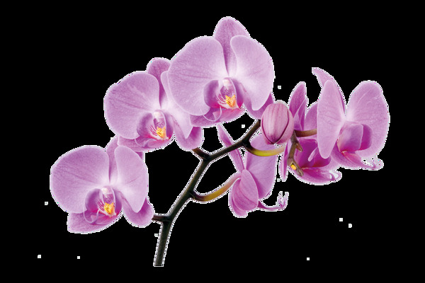 白紫花叶卡通透明素材