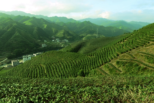 茶园风光图片