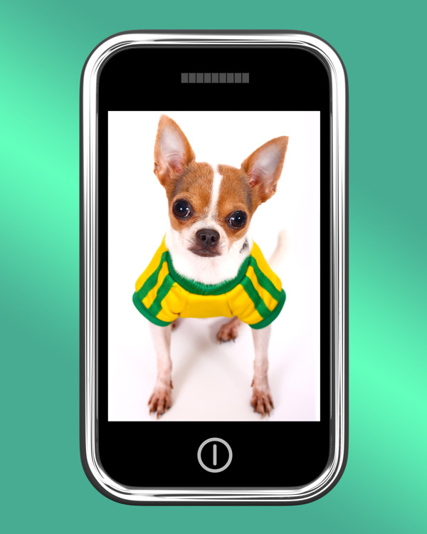 可爱的奇瓦瓦狗照片上的手机