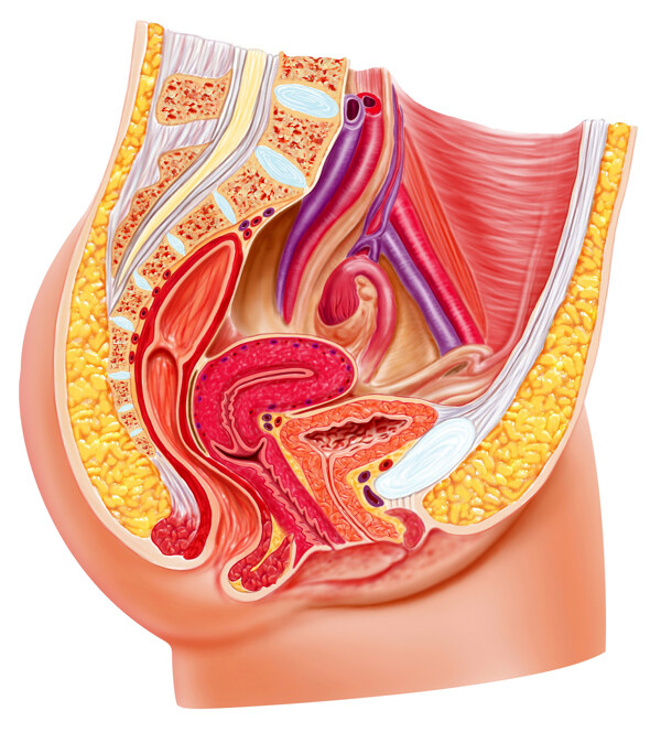 女性生殖器解剖图片