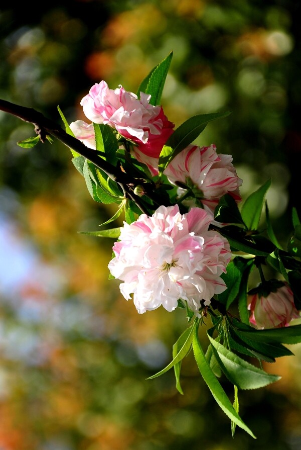 桃花图片