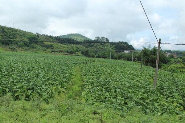 田地风景图片