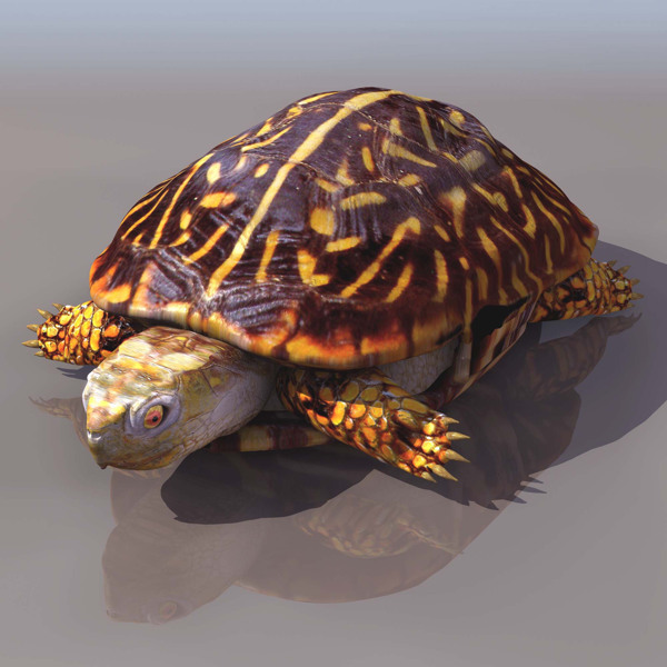 3d象龟模型
