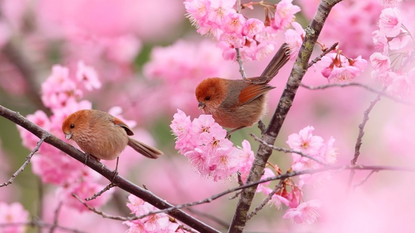 小鸟粉色花朵植物树枝