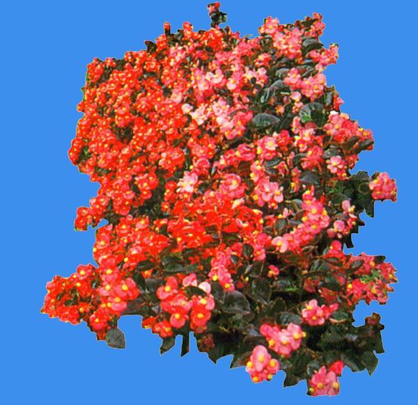四季秋海棠草本类观花植物素材