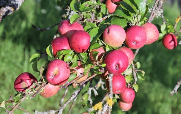 苹果树上鲜红苹果