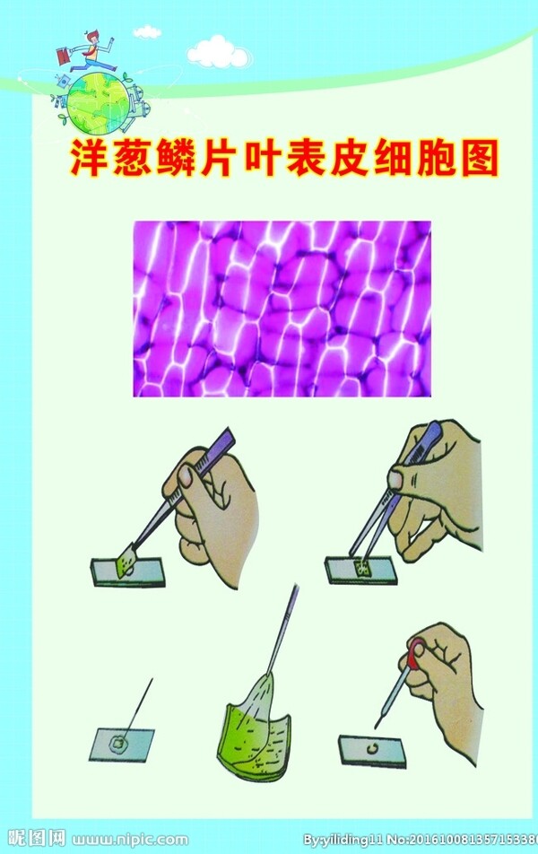 生物洋葱磷片叶表皮细胞图