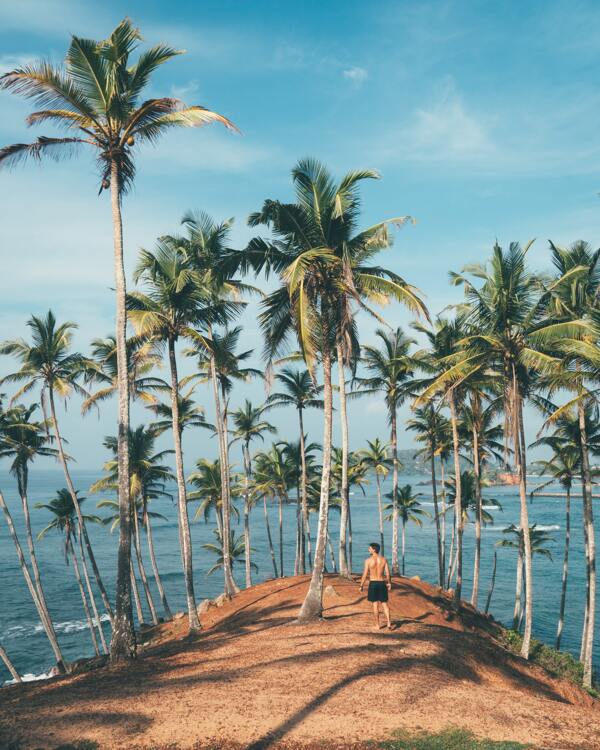 海边美丽的椰子树