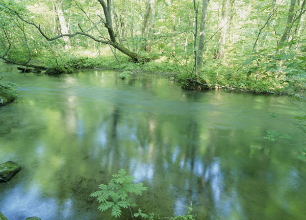河流绿树自然景色图片