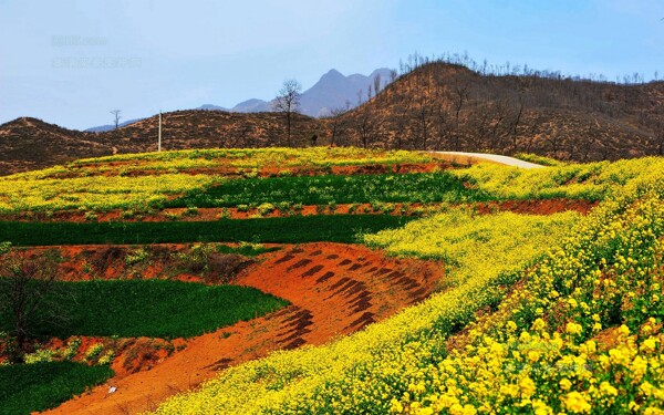 风景