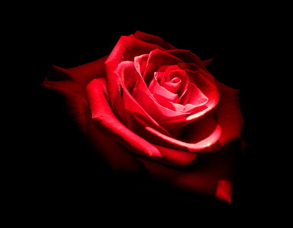一朵妖艳的红玫瑰大图图片
