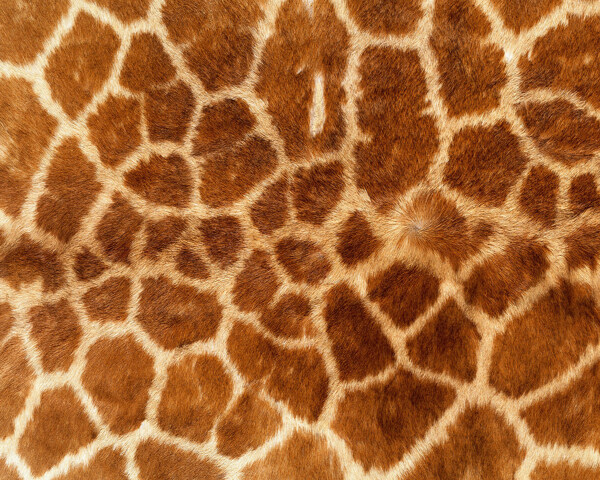 动物毛皮皮革背景图片