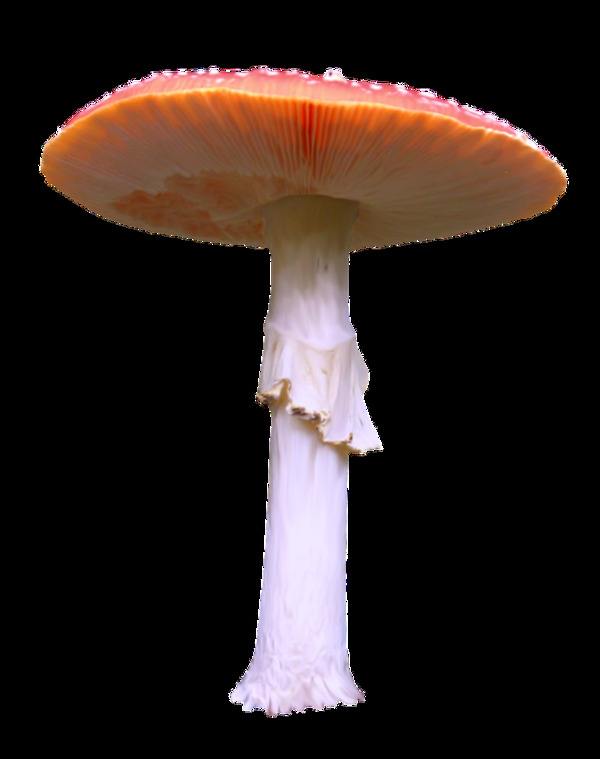 蘑菇透明素材