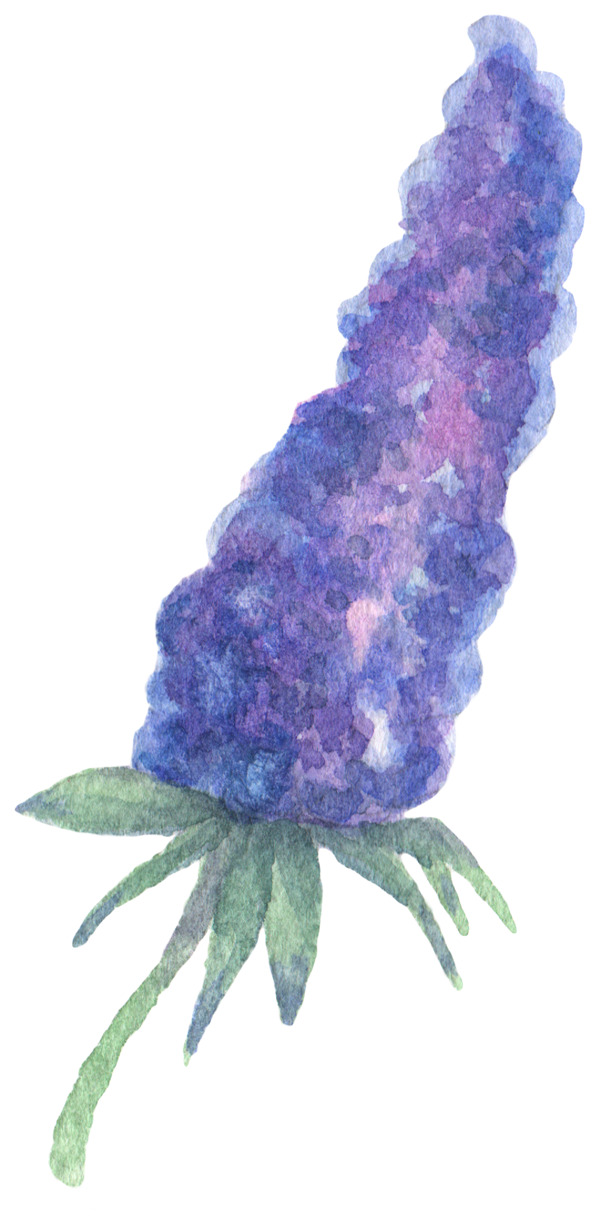 一束超大紫色花卉图片素材