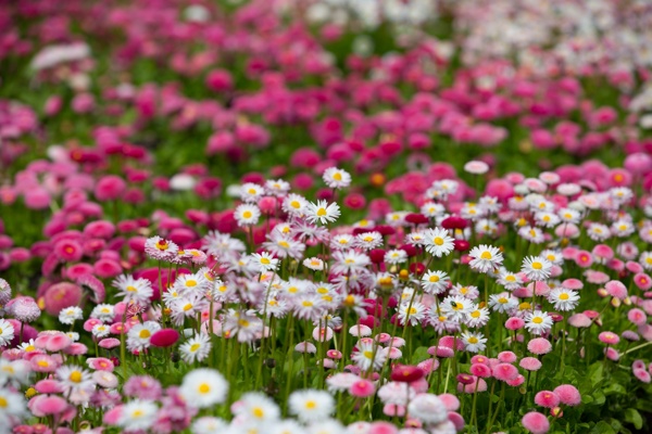 唯美雏菊花海图片