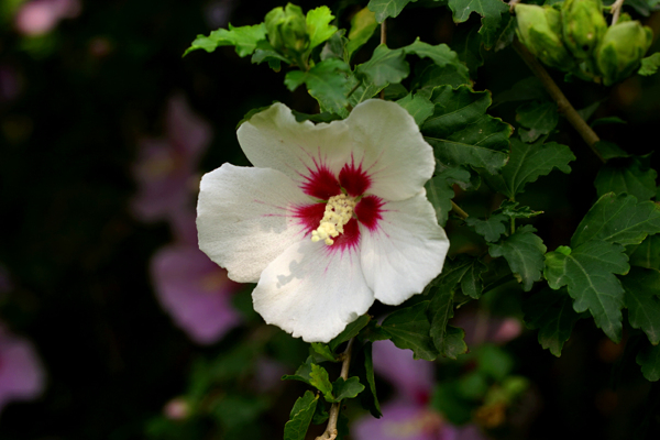 多彩芙蓉花