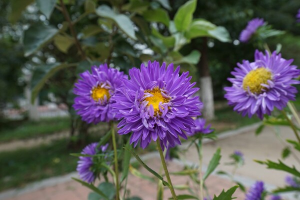 鲜艳紫色菊花图片
