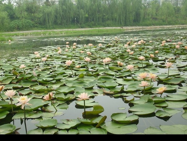 三春湖睡莲图片