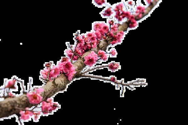 玫红花朵树枝元素