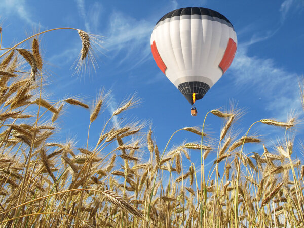 秋天麦穗与热气球图片