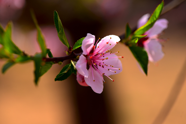 粉红色桃花