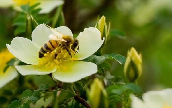 蜜蜂与洋槐图片