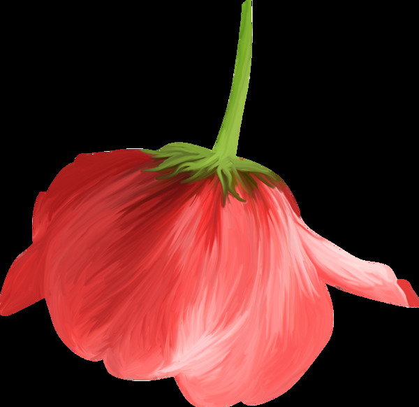 一朵向下的红花透明素材